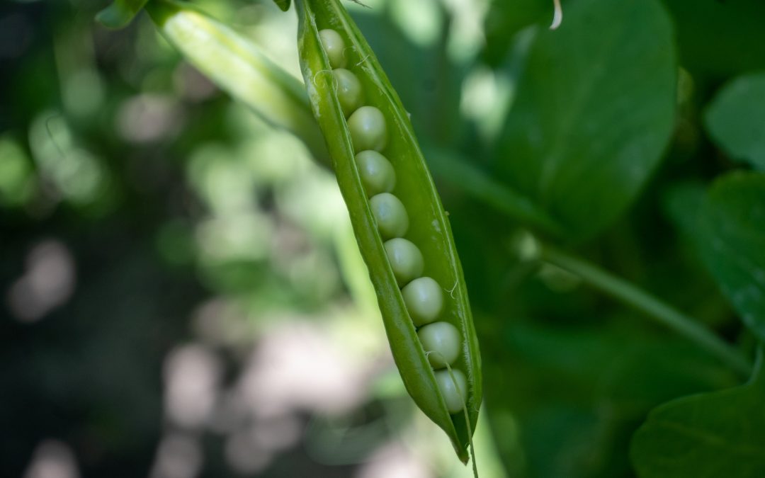 HRÁCH (Pisum sativum)