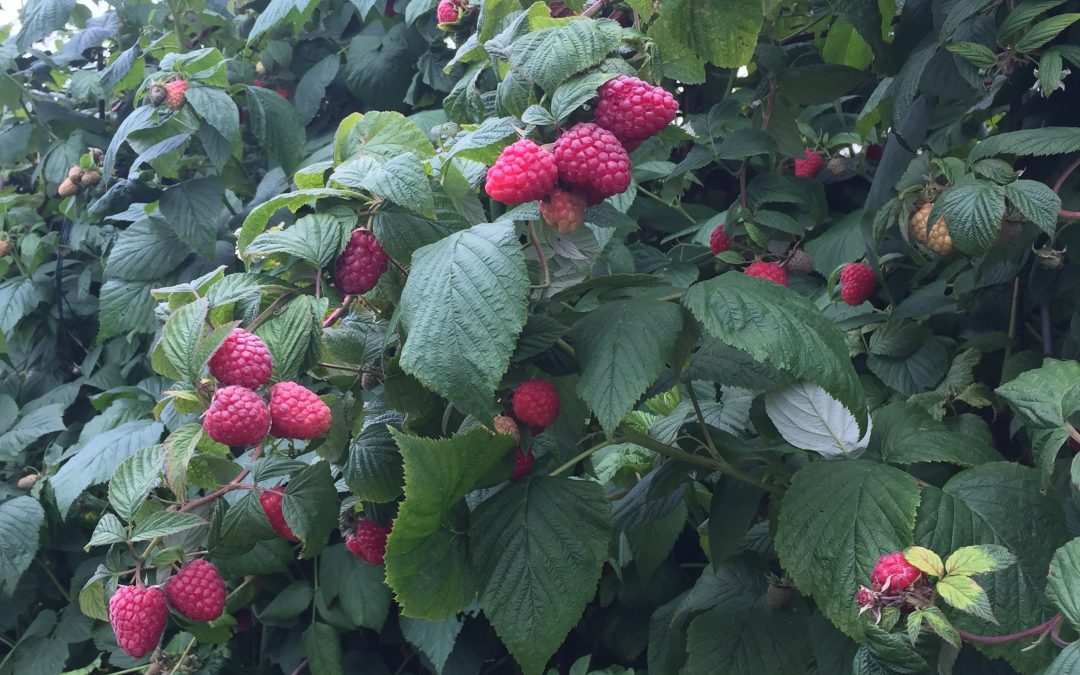 Maliník obecný (Rubus idaeus)