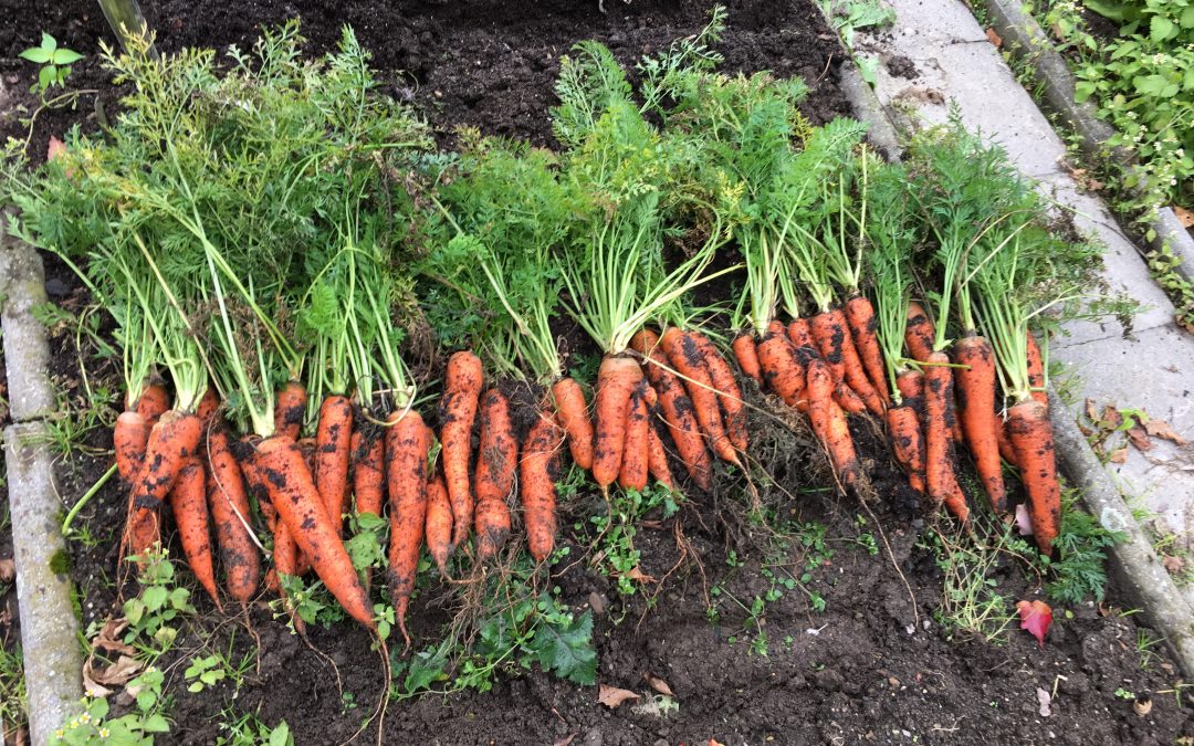 Mrkev (Daucus carota)