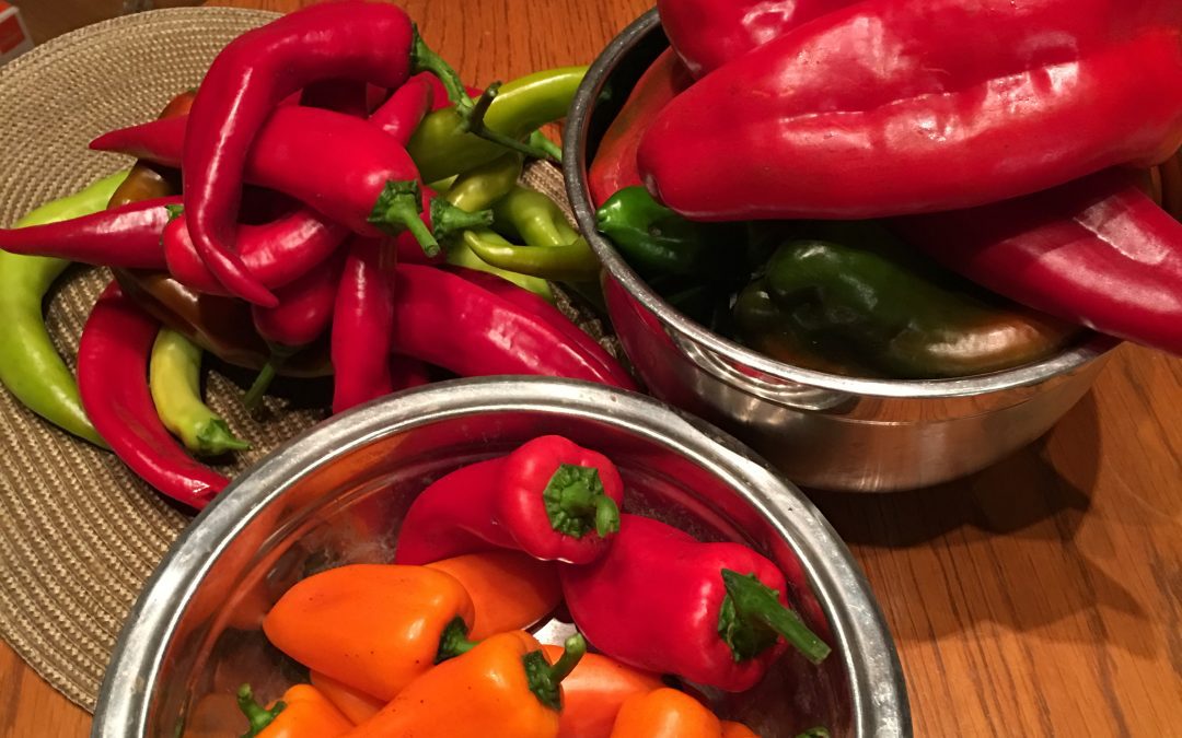 Paprika a Chilli (Capsicum annuum. Solanacea)