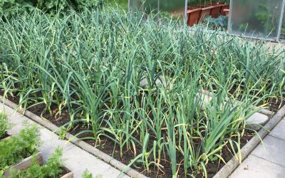 Česnek setý (Allium sativum)