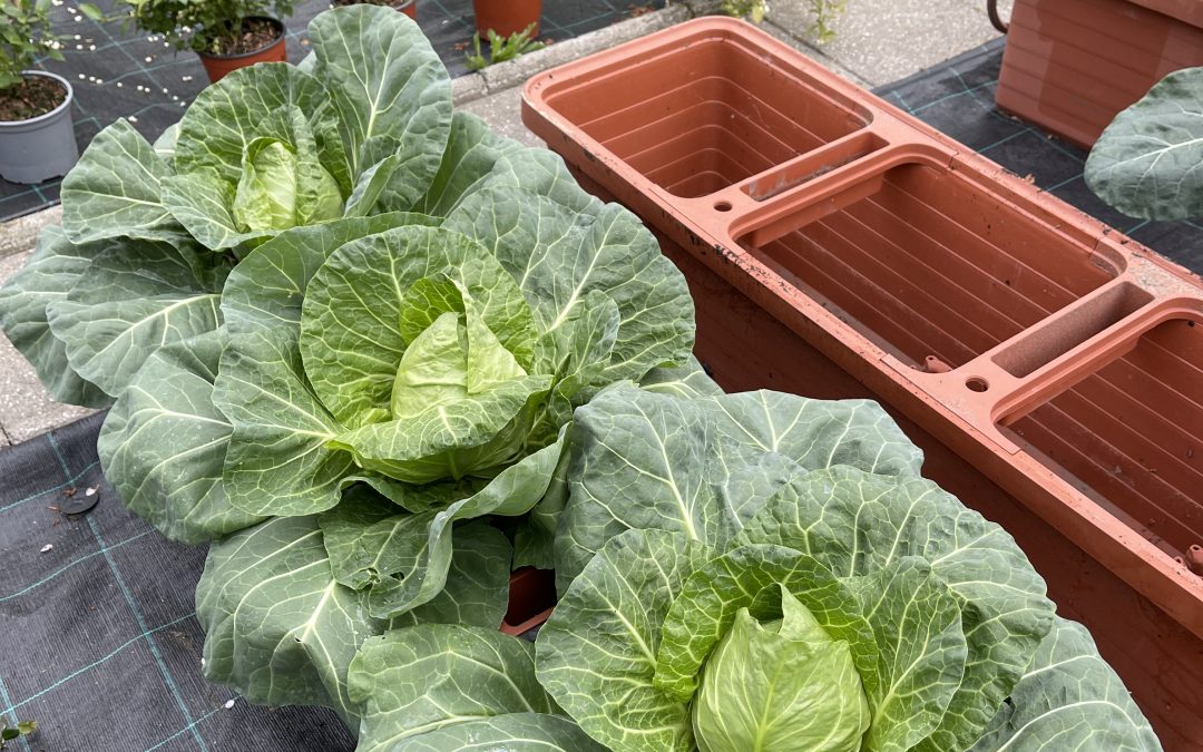 Zelí hlávkové (Brassica oleracea var. capitata)