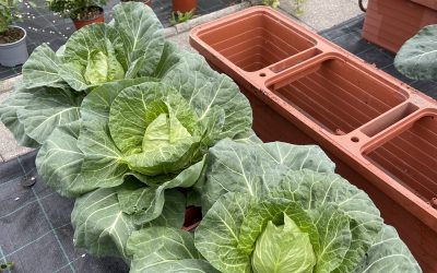 Zelí hlávkové (Brassica oleracea var. capitata)
