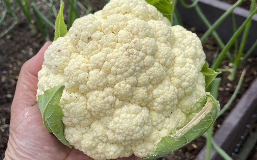 Květák (Brassica oleracea ale var. Botrytis)