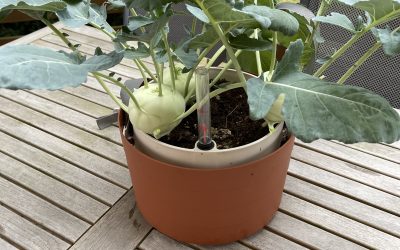 Kedluben (Brassica oleracea var. gongylodes)