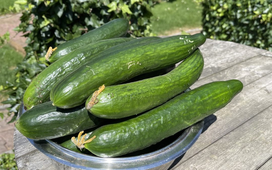 Okurka salátová (Cucumis sativus)