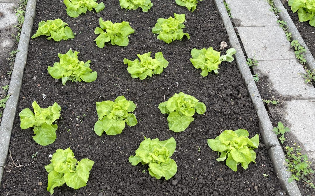 Salát listový (Lactuca sativa var. capitata)