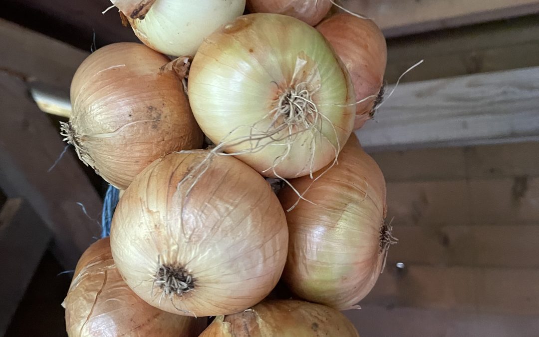 Cibule kuchyňská (Allium cepa)