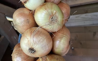 Cibule kuchyňská (Allium cepa)